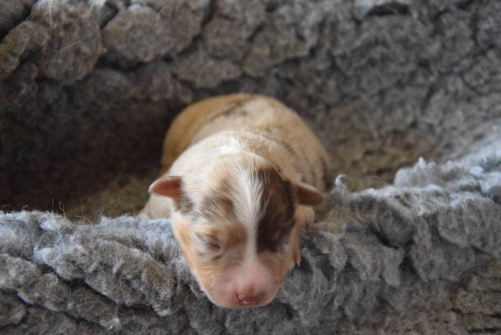 of Willyfriend - Chiots disponibles - Berger Américain Miniature 
