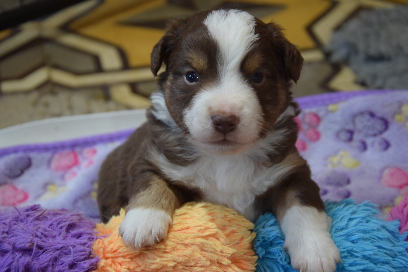 of Willyfriend - Chiots disponibles - Berger Américain Miniature 
