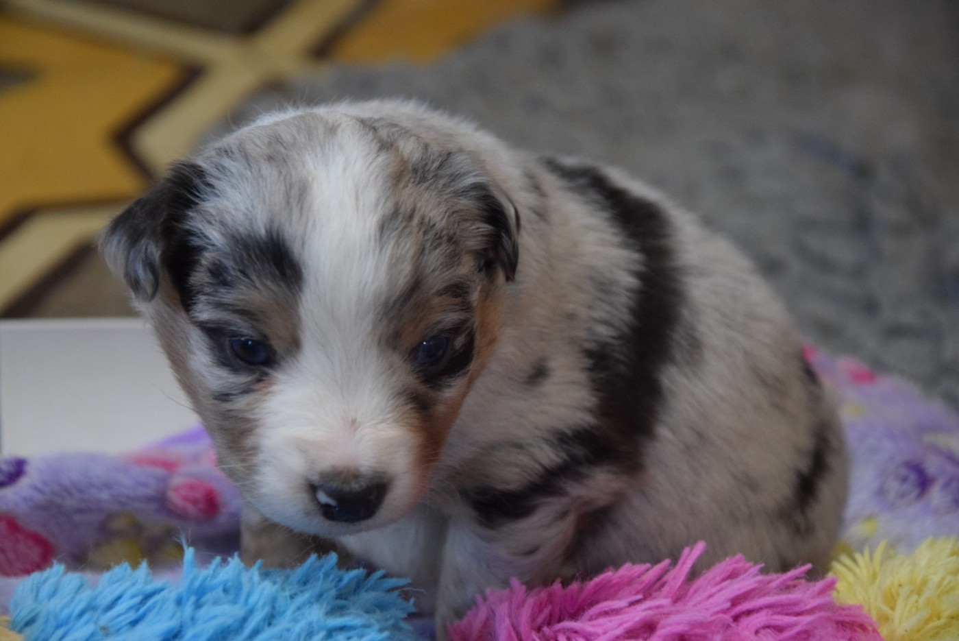 of Willyfriend - Chiots disponibles - Berger Américain Miniature 