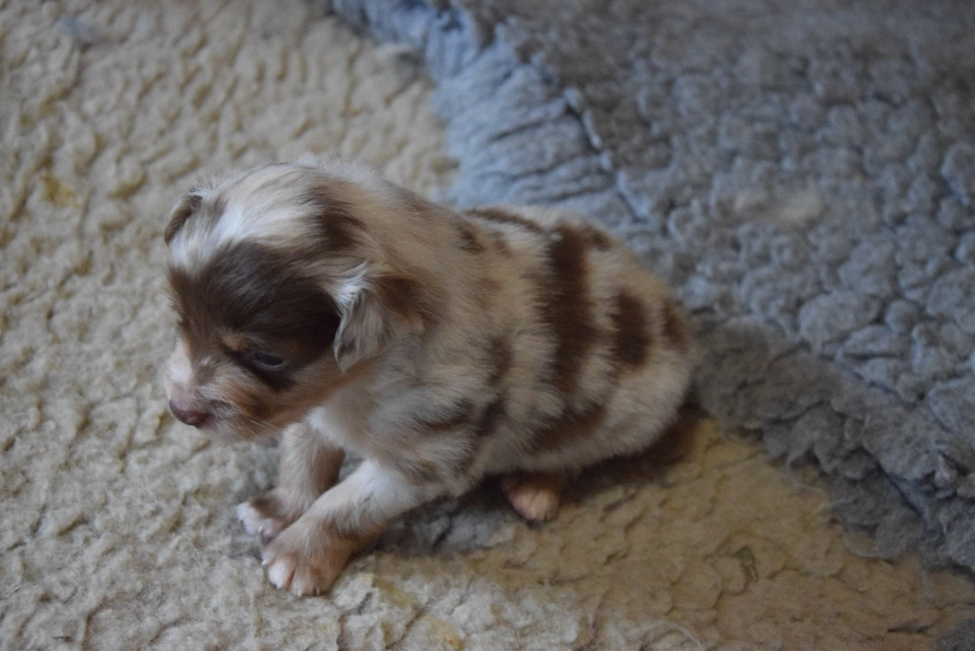 of Willyfriend - Chiots disponibles - Berger Américain Miniature 