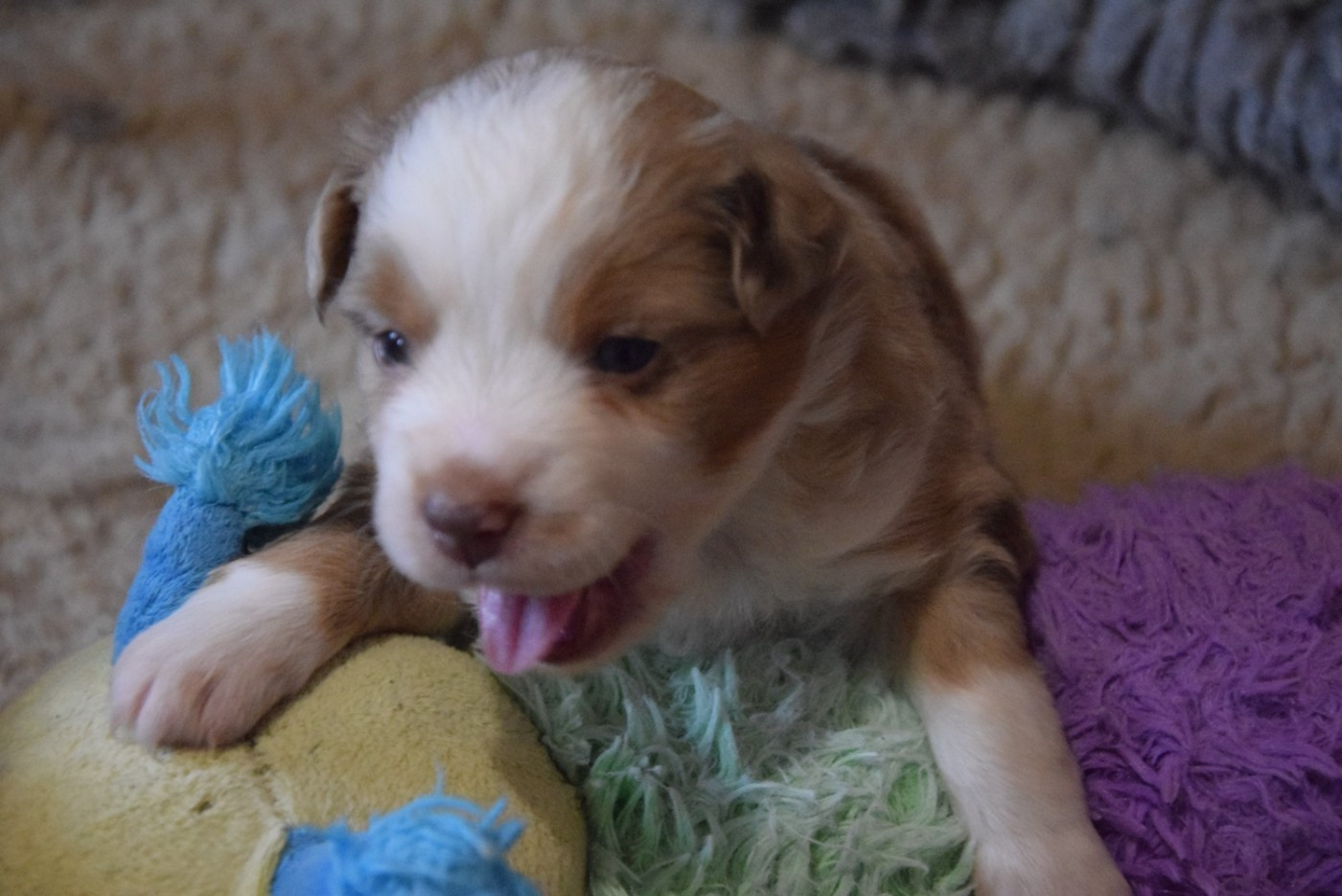 of Willyfriend - Chiots disponibles - Berger Américain Miniature 