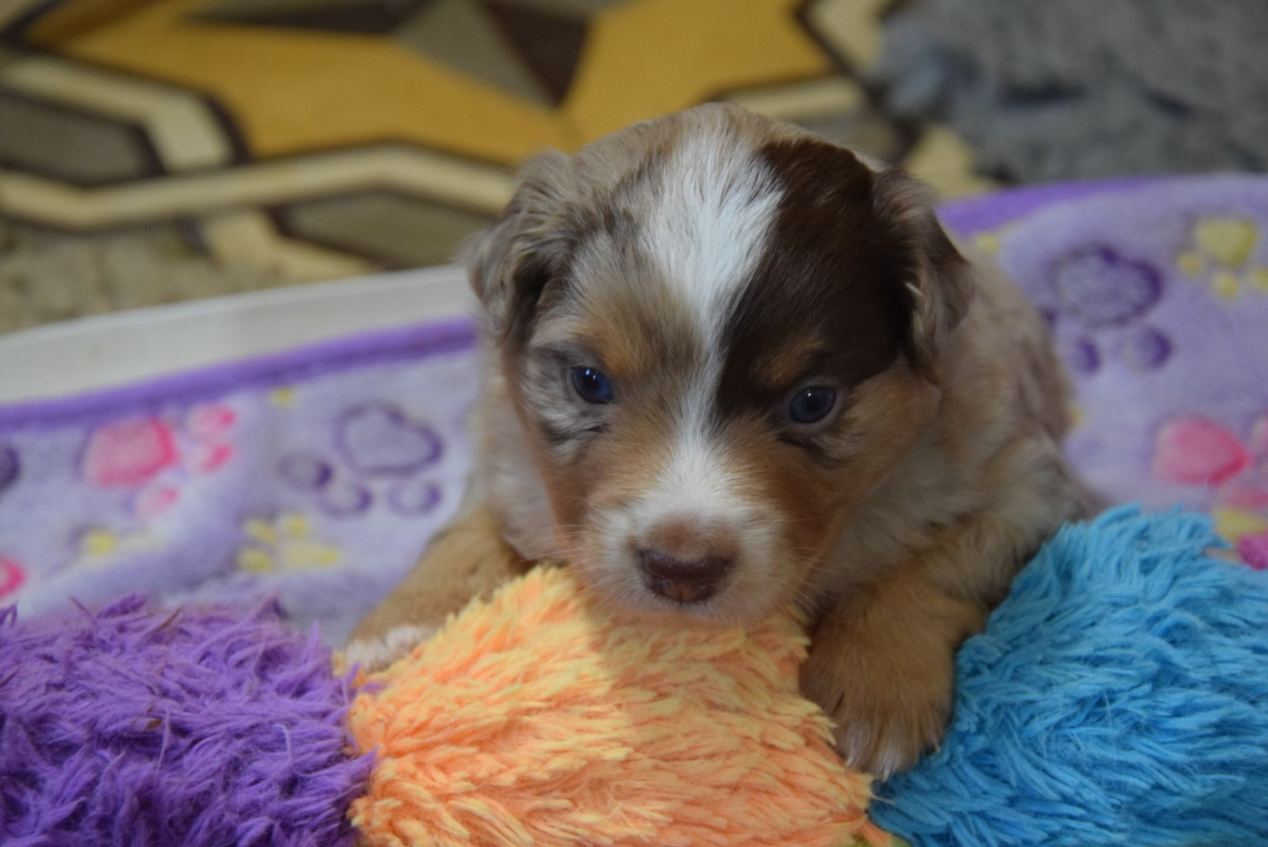 of Willyfriend - Chiots disponibles - Berger Américain Miniature 