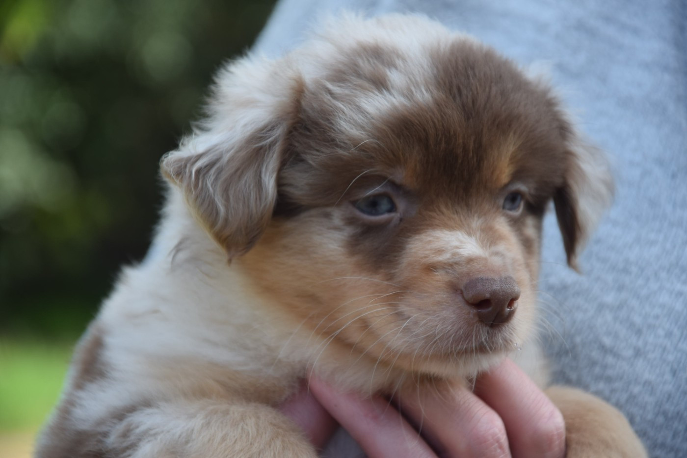 of Willyfriend - Chiots disponibles - Berger Américain Miniature 