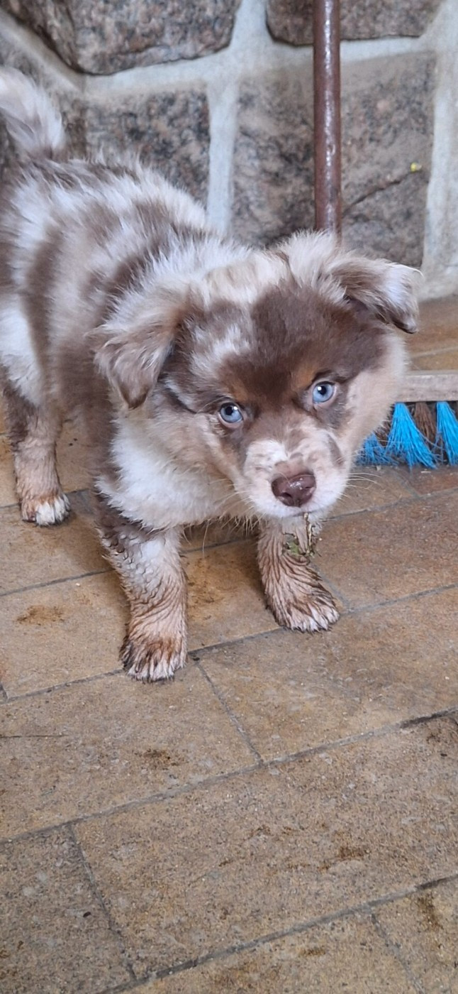 of Willyfriend - Chiots disponibles - Berger Américain Miniature 