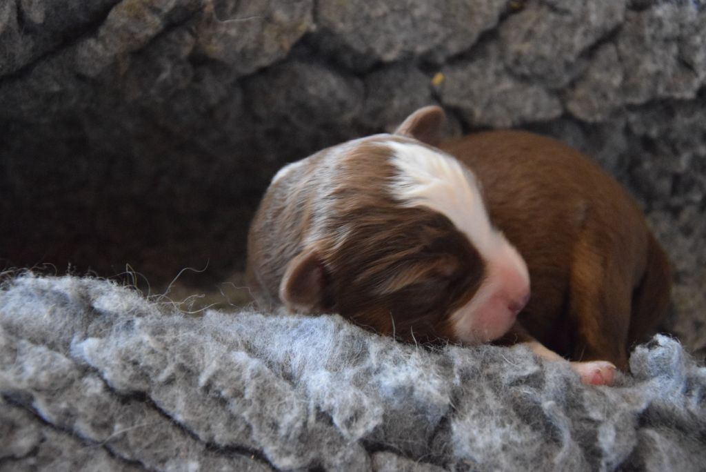 of Willyfriend - Chiots disponibles - Berger Américain Miniature 