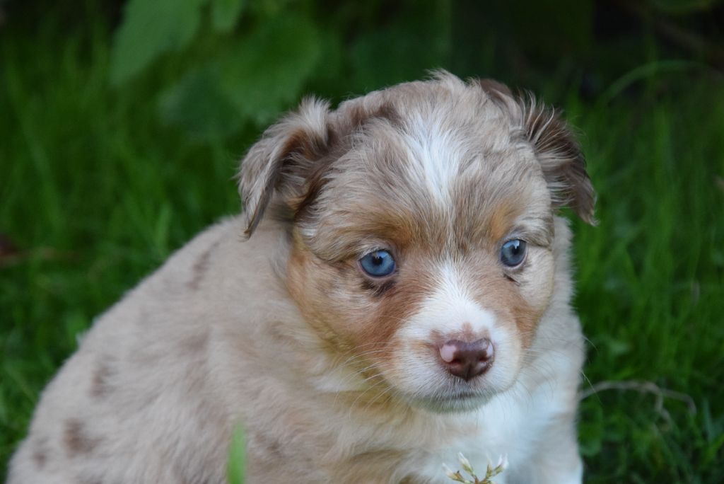 Chiot Berger Américain Miniature of Willyfriend