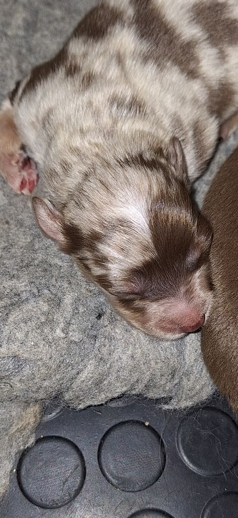 of Willyfriend - Chiots disponibles - Berger Américain Miniature 