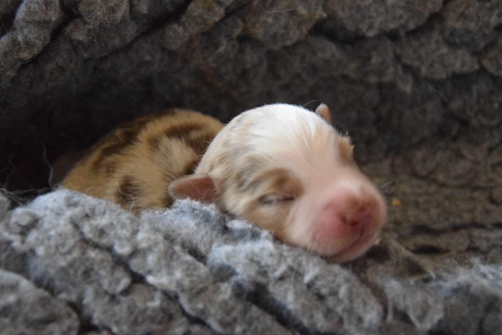 of Willyfriend - Chiots disponibles - Berger Américain Miniature 