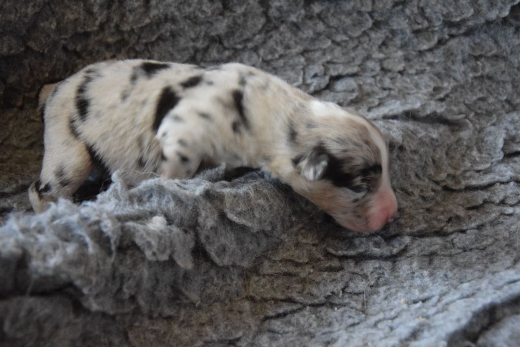 of Willyfriend - Chiots disponibles - Berger Américain Miniature 